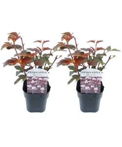 Physocarpus 'Lady in Red' - Set van 2 - Struik - Pot 17cm - Hoogte 30-40cm