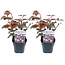 Physocarpus 'Dame in rot' - 2er Set - Blasenstrauch - Topf 17cm - Höhe 30-40cm