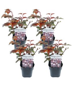 Physocarpus 'Lady in Red' - Set van 4 - struik - pot 17cm - Hoogte 30-40cm