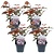 Physocarpus 'Dame en rouge' - Set de 4 - Physocarpe - ⌀17cm - Hauteur 30-40cm