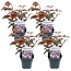 Physocarpus 'Dame in rot' - 4er Set - Blasenstrauch - Topf 17cm - Höhe 30-40cm