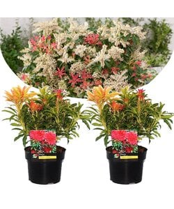 Pieris 'Forest Flame' - Set van 2 - Rotsheide - Pot 17cm - Hoogte 25-40cm