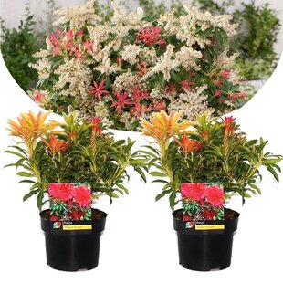 Pieris 'Forest Flame' - Set of 2 - Rock Heath - ø17cm - Height 25-40cm