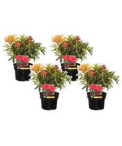 Pieris 'Forest Flame' - Set van 4 - Rotsheide - Pot 17cm - Hoogte 25-40cm