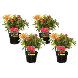 Pieris 'Forest Flame' - Set of 4 - Rock Heath - ø17cm - Height 25-40cm