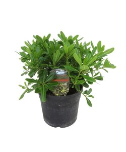 Pittosporum tobira nanum - Flowering Laurel Bush - ø19cm - Height 30-40cm