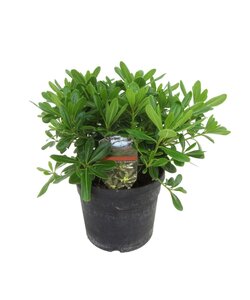 Pittosporum tobira nanum - Flowering Laurel Bush - Pot 19cm - Height 30-40cm