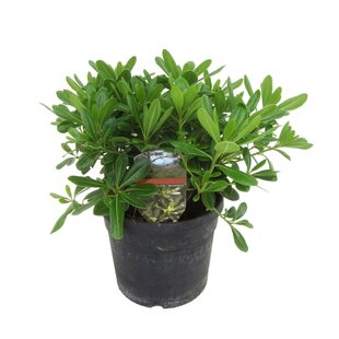 Pittosporum tobira nanum - Blühender Lorbeerstrauch - Topf 19cm - Höhe 30-40cm