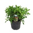 Pittosporum tobira nanum - Buisson de laurier fleur - Pot 19cm - Hauteur 30-40cm