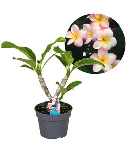 Plumeria Frangipani - Plumeria Hawaii - ⌀17cm - Wysokość 45-55cm