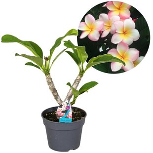 Plumeria 'Frangipani' Hawaii - Pot 17 cm - Height 45 cm