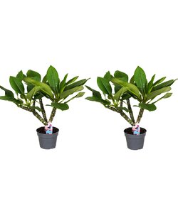 Plumeria Frangipani - Zestaw 2 sztuk - Plumeria Hawaii - ⌀17cm - W45-55cm