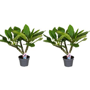 Plumeria 'Frangipani' Hawaii - Set of 2 - ø17cm - Height 45-55cm