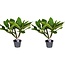 Plumeria hawaiana - Set di 2 - Frangipani - ⌀ 17cm - Altezza 45-55cm