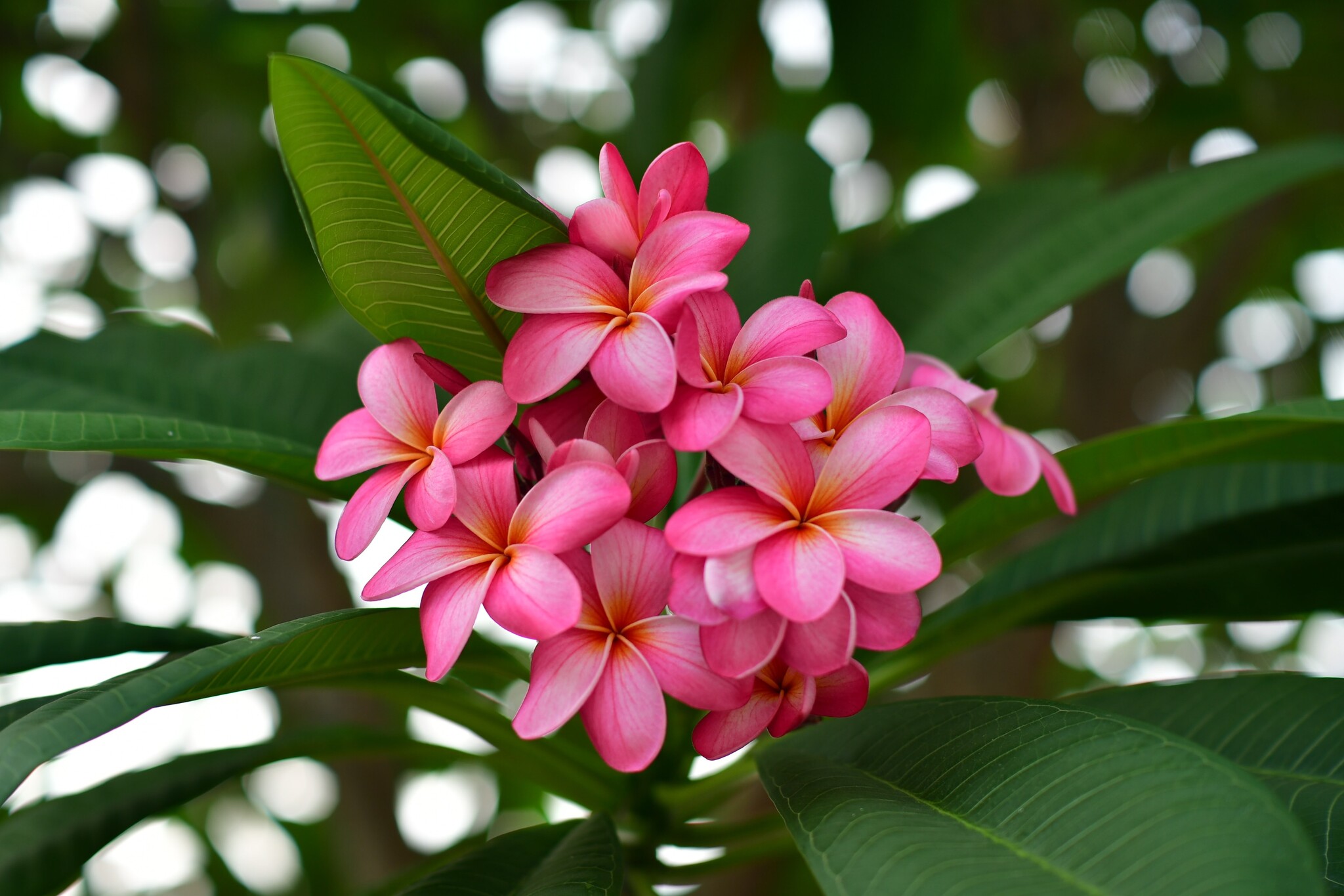 Plumeria 'Frangipani' Hawaii - Set of 2 - ø17cm - Height 45-55cm