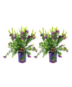 Polygala myrtifolia - Set de 2 - Arbuste polygala - Pot 14cm - Hauteur 35-50cm