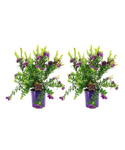 Polygala myrtifolia - Set of 2 - Myrtle-leaf Milkwort - ø14cm - Height 35-50cm