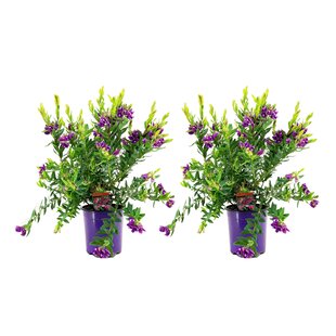 Polygala myrtifolia - Set van 2 - Vleugeltjesbloem - Pot 14cm - Hoogte 35-50cm