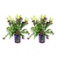 Polygala myrtifolia - Set de 2 - Arbuste polygala - Pot 14cm - Hauteur 35-50cm