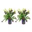 Polygala myrtifolia - Set di 2 - Polygala arbustiva - Vaso 14cm -Altezza 35-50cm