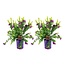 Polygala myrtifolia - Set of 2 - Myrtle-leaf Milkwort - ø14cm - Height 35-50cm