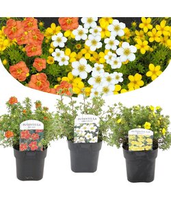 Potentilla-Mix - Fingerkraut - 3er Set - Topf 17cm - Höhe 20-30cm