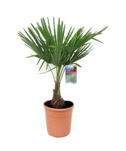 Trachycarpus Fortunei - Fächerpalme - Topf 21cm - Höhe 65-75cm