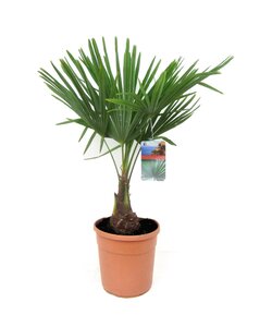 Trachycarpus Fortunei - Waaierpalmboom - Pot 21cm - Hoogte 65-75cm
