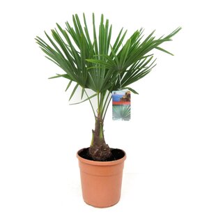 Trachycarpus Fortunei - Fan palm tree - ø21cm - Height 65-75 cm