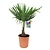 Trachycarpus Fortunei - Palma a ventaglio - Vaso 21cm - Altezza 65-75cm