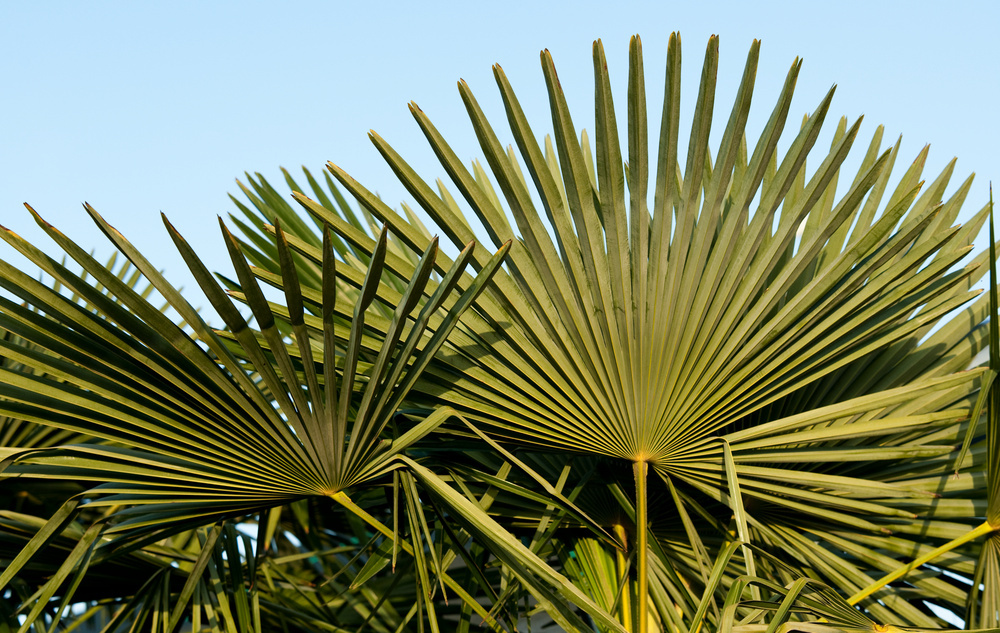 Palmier Trachycarpus Fortunei – Olea Paris