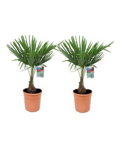 Trachycarpus Fortunei - Juego de 2 - palma de abanico - ⌀21 cm - Altura 65-75 cm