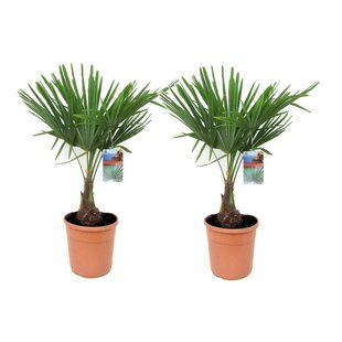 Trachycarpus Fortunei - Set of 2 - Fan palm tree - ø21cm - Height 65-75cm