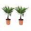 Trachycarpus Fortunei - Set of 2 - Fan palm tree - ø21cm - Height 65-75cm