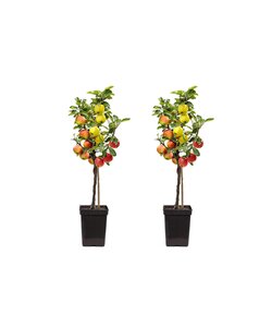 Appelboom 'Trio' - Set van 2 - Malus - Pot 17cm - Hoogte 60-70cm