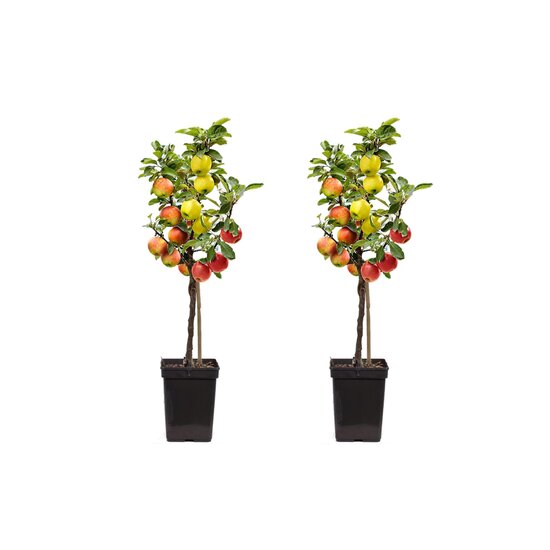 trio-apfelbaum-2er-set-malus-topf-17cm-hoehe-60-70.jpg