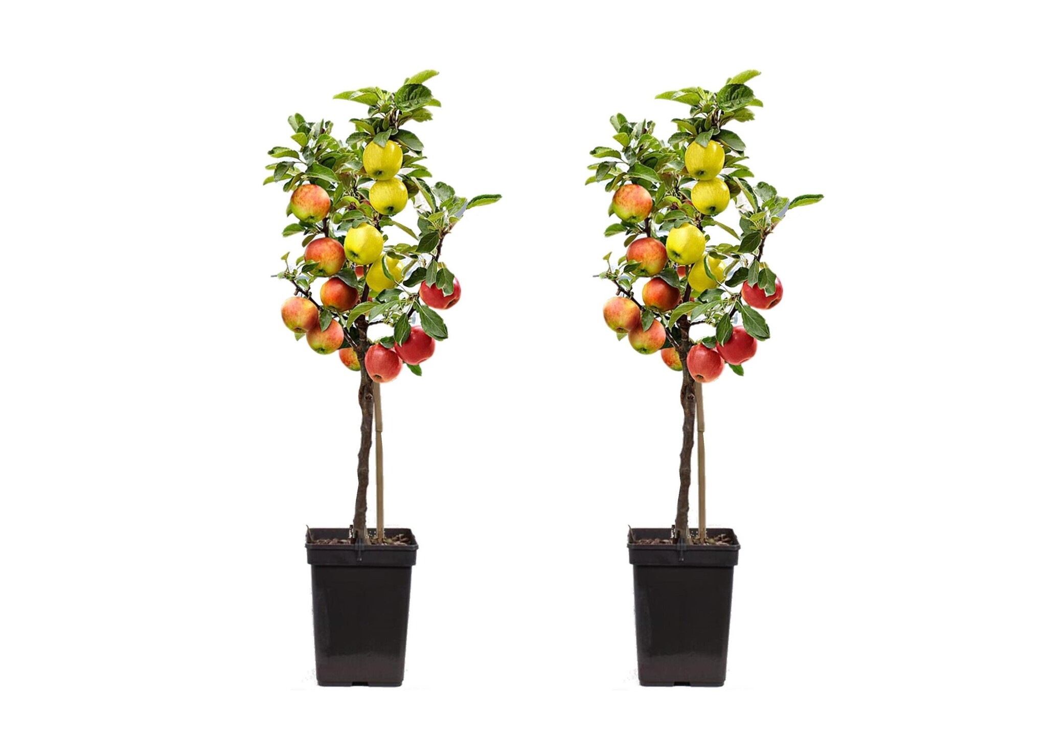 TRIO Apfelbaum - 2er Set - Malus - Topf 17cm - Höhe 60-70cm - FloraStore