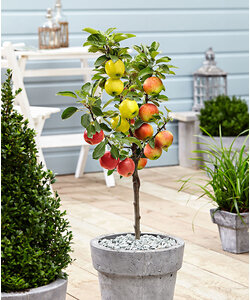 Apple Tree '3-in-1' - Malus - ø17cm - Height 60-70cm