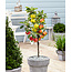 Apple Tree '3-in-1' - Malus - ø17cm - Height 60-70cm