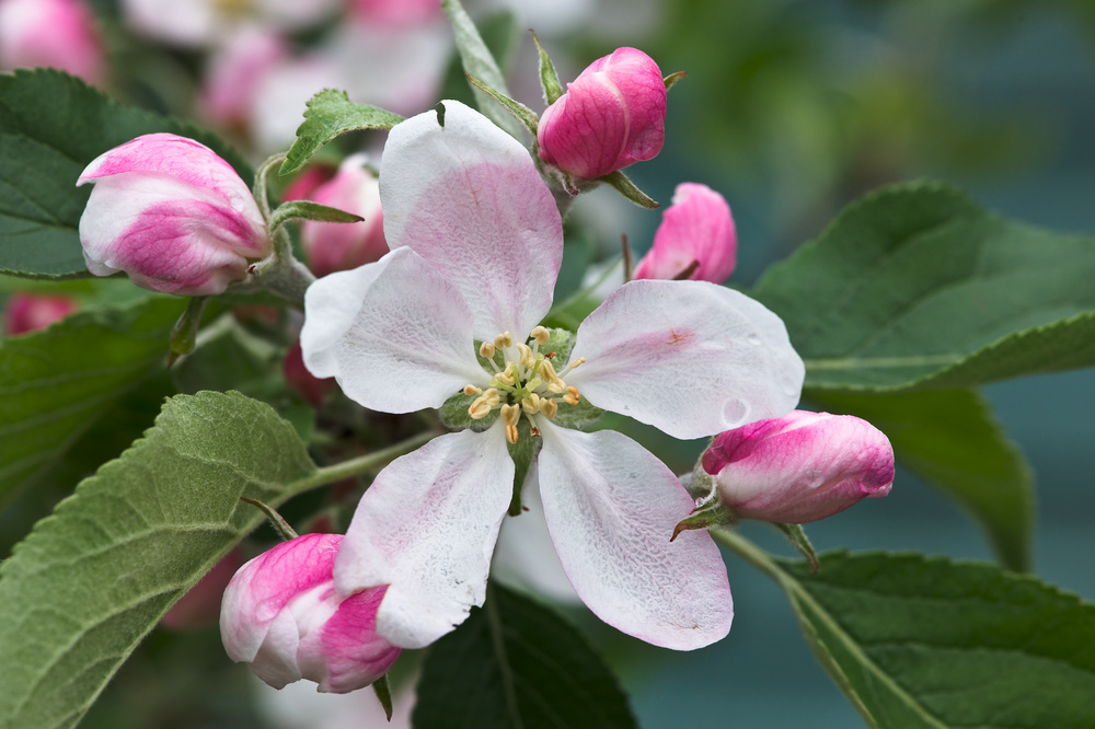 Malus - Trio Apfelbaum - 3 Apfelsorten an 1 Baum - Topf 17cm