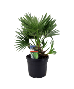 Chamaerops 'Vulcano' - Dwergpalm - Pot 19cm - Hoogte 35-45cm