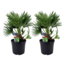 Chamaerops Vulcano Palm tree - Set of 2- Pot 19cm - Height 35-45cm