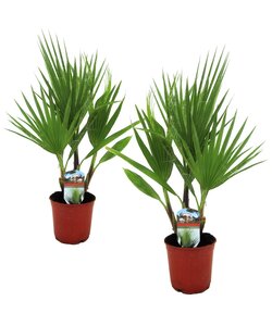 Washingtonia Robusta - 2er Set - Fächerpalme - Topf 15cm - Höhe 50-60cm