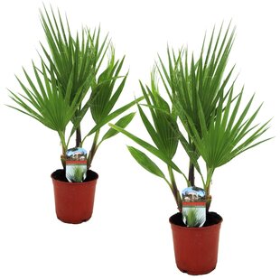 Washingtonia Robusta - 2er Set - Fächerpalme - Topf 15cm - Höhe 50-60cm