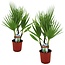 Washingtonia Robusta Washingtonia Robusta - Set van 2 - Waaierpalm - Pot 15cm - Hoogte 50-60cm