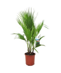 Washingtonia Robusta - Mexikanische Fächerpalme - Topf 21cm - Höhe 70-90cm