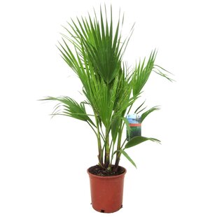 Washingtonia Robusta - Mexicaanse waaierpalm - Pot 21cm - Hoogte 70-90cm