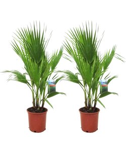 Washingtonia Robusta - Sæt med 2 - Viftepalme - ⌀21cm - Højde 70-90 cm