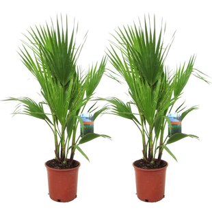 Washingtonia Robusta - Set de 2 - Palmier éventail - Pot 21cm - Hauteur 70-90cm