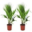 Washingtonia Robusta Washingtonia Robusta - Set van 2 - Waaierpalm - Pot 21cm - Hoogte 70-90cm